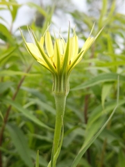 Tragopogon