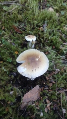 Amanita diemii