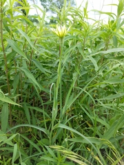 Tragopogon