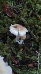 Amanita diemii