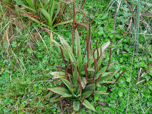 Plantago australis