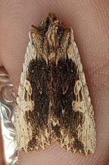 Lithophane hemina