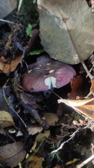 Russula nothofaginea