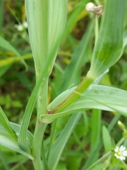 Tragopogon