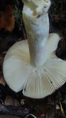 Russula nothofaginea