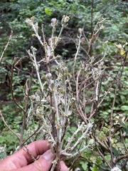 Cystotheca lanestris