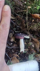 Russula nothofaginea