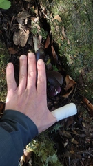 Russula nothofaginea