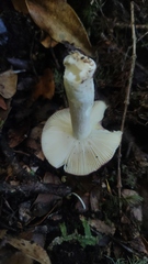 Russula nothofaginea