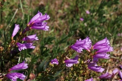 Penstemon barrettiae