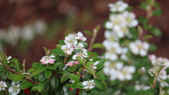 Cotoneaster × suecicus