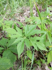 Ambrosia trifida