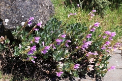 Penstemon barrettiae