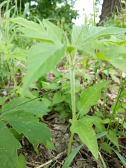 Ambrosia trifida