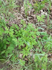 Ambrosia trifida