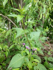 Solanum dulcamara