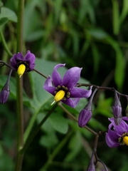 Solanum dulcamara