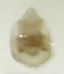 Ptiliodes amplicollis