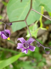Solanum dulcamara