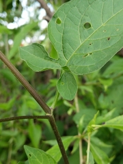 Solanum dulcamara