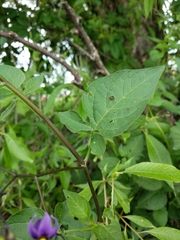 Solanum dulcamara
