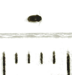 Ptiliodes amplicollis