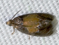 Olethreutes osmundana