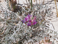 Astragalus argophyllus argophyllus