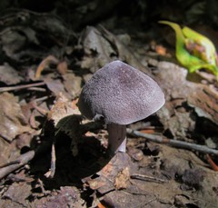 Entoloma violaceum