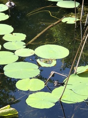 Nelumbo lutea