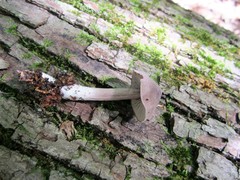 Entoloma violaceum