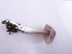 Entoloma violaceum