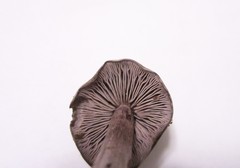 Entoloma violaceum