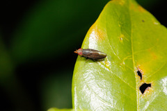 Cephaloconus tenebrosus