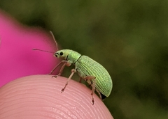 Polydrusus impressifrons