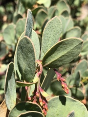 Arctostaphylos rainbowensis