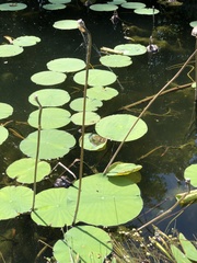 Nelumbo lutea