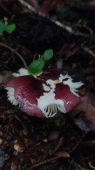 Russula nothofaginea