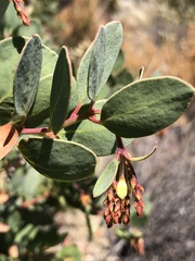 Arctostaphylos rainbowensis