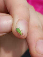 Polydrusus impressifrons