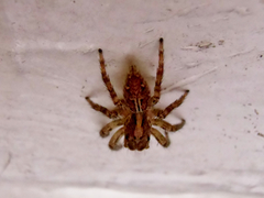 Plexippus paykulli