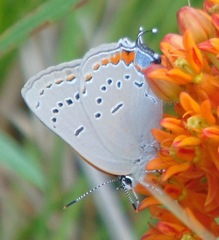 Satyrium acadica
