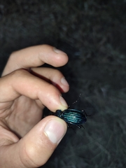Carabus exaratus