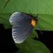 Mariposa Rubies Radiados - Photo (c) Oscar Enciso, algunos derechos reservados (CC BY-NC), subido por Oscar Enciso
