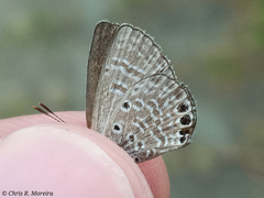 Hemiargus ramon