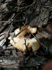 Cerioporus squamosus