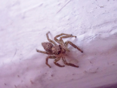 Plexippus paykulli
