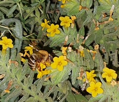 Xylocopa olivieri
