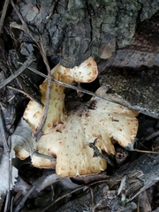 Cerioporus squamosus