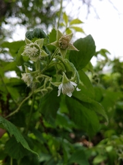 Rubus